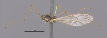 Media type: image;   Entomology 10395 Aspect: habitus dorsal view